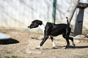 Collie, z. Zt. in Ungarn, noch zurückhaltend aber verspielt Bild 7
