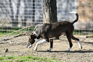 Collie, z. Zt. in Ungarn, noch zurückhaltend aber verspielt Bild 4