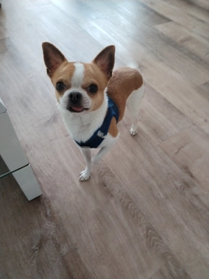 Deckrüde kein Verkauf! 