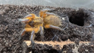 Vogelspinnen verschiedene Arten