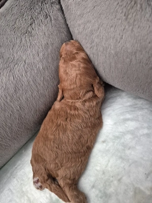 4 Reinrassige Toypudel Welpen (Rüde)