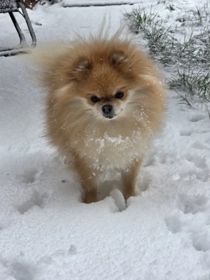 Penny sucht ein zu Haus