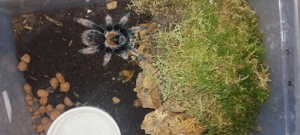 Vogelspinnen zu verkaufen !  Bild 6