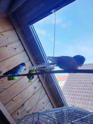 Blauer Wellensittich 