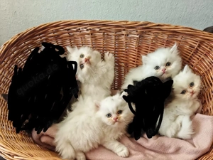 Wunderschöne Britisch Langhaar (BLH) Kitten suchen ihr Für-immer-Zuhause