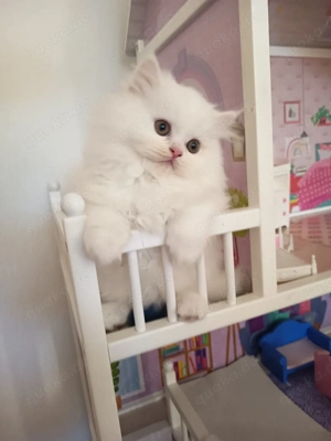 Wunderschöne Britisch Langhaar (BLH) Kitten suchen ihr Für-immer-Zuhause