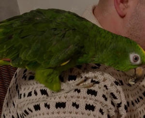 Zahme Amazone sucht 5 Sterne Zuhause 