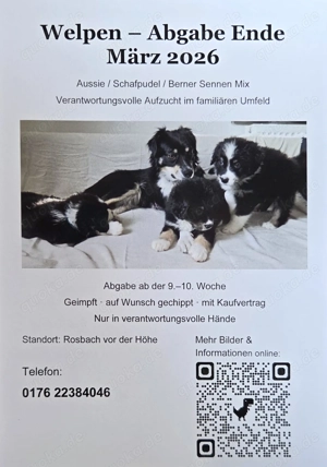 Bernersennenmix, Aussimix Welpen