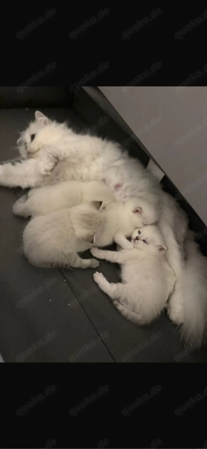 Süße British Mix Kitten suchen liebevolles Zuhause