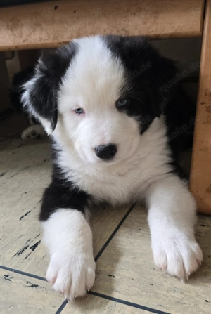 Australian Shepherd Rüde sucht seine Familie