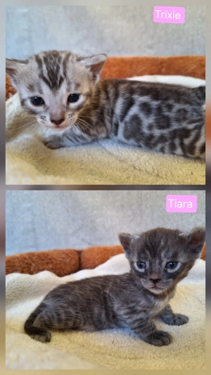 Noch zwei atemberaubende Bengal Kitten mit Stammbaum + Gesundheitszeugnis 