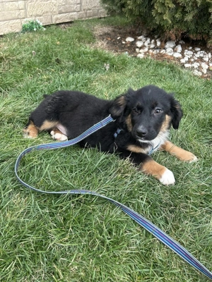 Leo - wunderbares Hundekind - sucht sein Zuhause