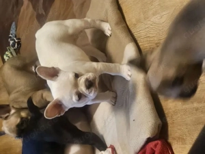 Französische Bulldoggenwelpen mit Papieren