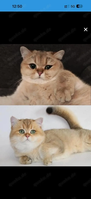 BKH Kitten Babys bald