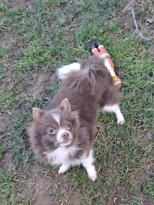 hübscher Pomchi Welpe abzugeben  Bild 9