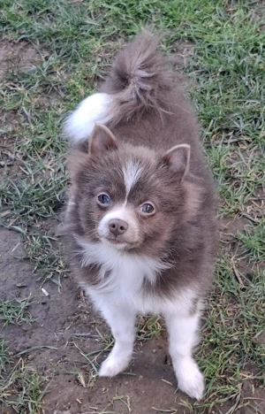 1 Pomchi Welpe sucht noch ein Zuhause 