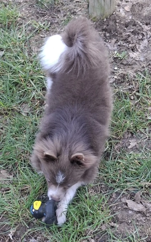 hübscher Pomchi Welpe abzugeben  Bild 10