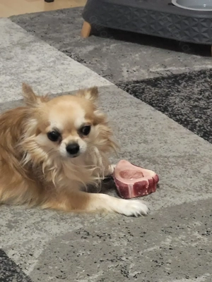 Liebevoller Chiuahua Rüde 