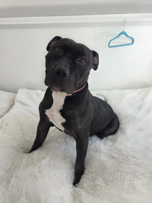 American Bully Hündin 