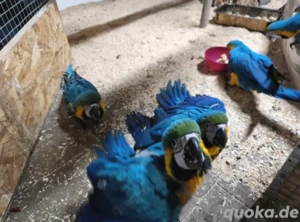 Gelbbrust Aras handzahm