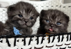 Reinrassige BKH Kitten, Britisch Kurzhaar Kitten in seltener Fellfarbe Black Smoke.