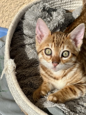Bengal Kitten abzugeben 