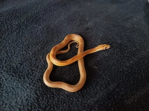 Kornnatter Jungtier 2025