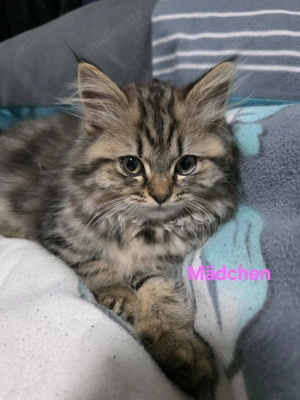 BLH 12 Wochen Tortie