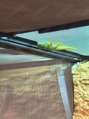 Madagaskar-Taggeckos