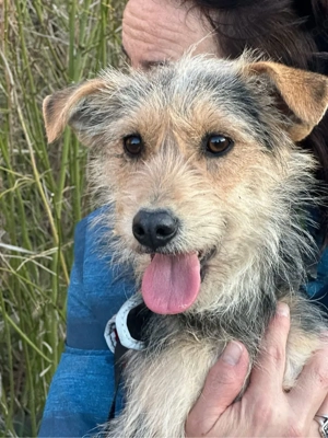 Roshi 1 Jahr w auf der suche nach ihrem Kuschel Platz