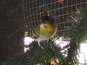 Erlenzeisige abzugeben  Bild 2