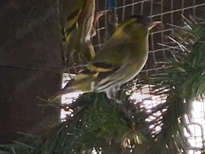 Erlenzeisige abzugeben 