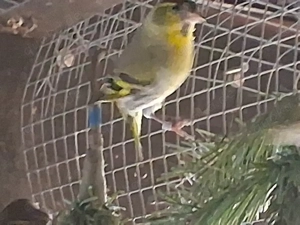 Erlenzeisige abzugeben 