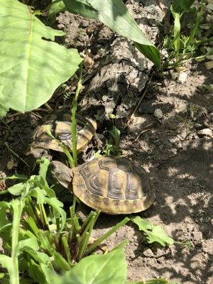 Griechische Landschildkröten - Nachzuchten 2023  2024