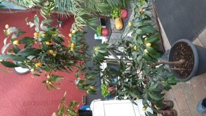 Kleine Kumquat zu verkaufen