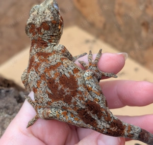Rhacodactylus auriculatus (Höckerkopfgeckos) für u.a. HAMM Bild 8