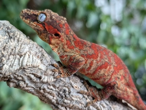 Rhacodactylus auriculatus (Höckerkopfgeckos) für u.a. HAMM Bild 9