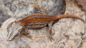 Rhacodactylus auriculatus (Höckerkopfgeckos) für u.a. HAMM Bild 7