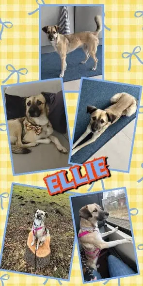 aktive, wunderschöne, menschenbezogene, liebe Hündin "Ellie" sucht ein liebevolles Zuhause 