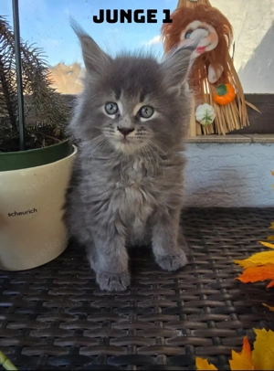 Meine Coon Kätzchen 