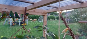 Kanarienhahn rotmosaik aus '25