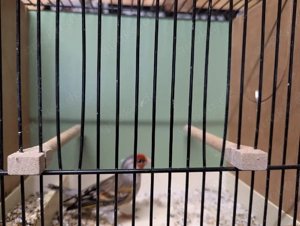 Stieglitz Major Bastard