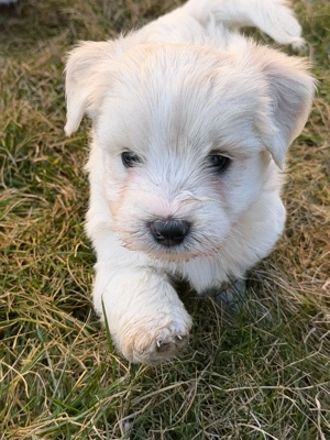 West Highland White Terrier - Chihuahua Welpen 