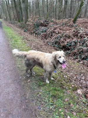 Golden Retriever Welpen Wurfankündigung