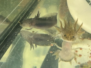 Junge Axolotl Bild 4