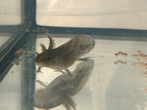 Junge Axolotl Bild 2