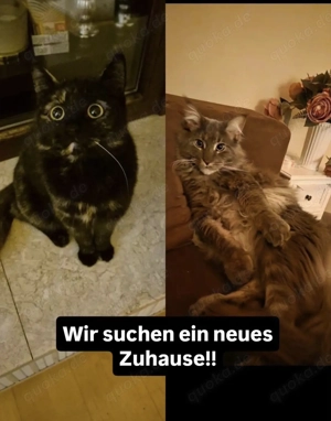 suchen neues Zuhause