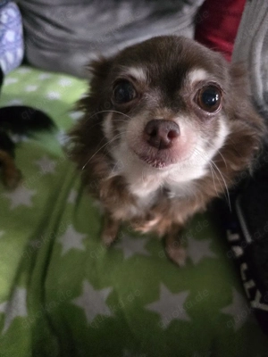 2 Chihuahua Damen Bild 2
