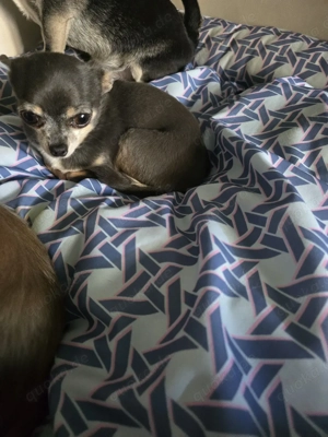 2 Chihuahua Damen Bild 4