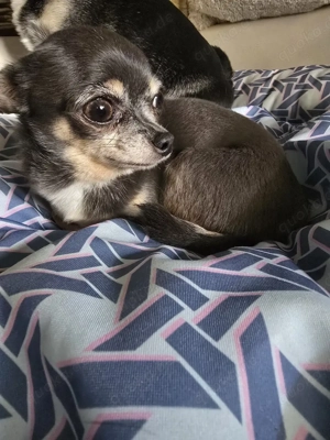 2 Chihuahua Damen Bild 6